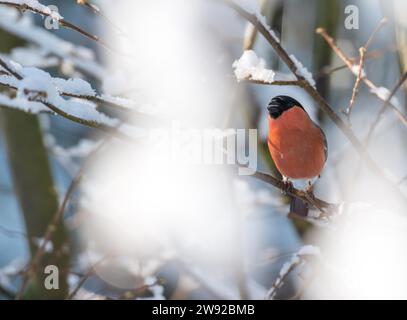 Ein Bullfinch oder eurasischer Bullfink (Pyrrhula pyrrhula), männlich, sitzend auf einem Zweig, ein Sonnenblumenkorn im Schnabel, schneebedeckte Büsche, sonniger Winter Stockfoto