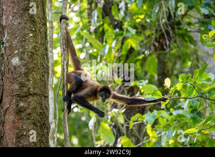 Geoffroys Spinnenaffen (Ateles geoffroyi) hängt in einem Baum und isst, Tortuguero Nationalpark, Karibikküste, Costa Rica Stockfoto