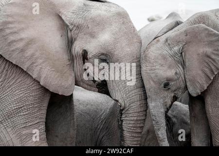 Zwei afrikanische Elefanten (Loxodonta africana) stehen Kopf an Kopf, Mutter und Junge, Tierporträt, Etosha Nationalpark, Namibia Stockfoto