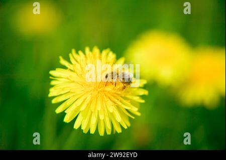 Der gewöhnliche Löwenzahn (Taraxacum) ist eine Gruppe sehr ähnlicher und eng verwandter Pflanzen aus der Gattung Löwenzahn der Familie der Asteraceae. Diese Pflanzen Stockfoto