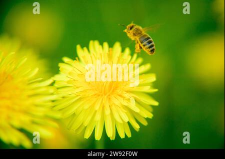 Der gewöhnliche Löwenzahn (Taraxacum) ist eine Gruppe sehr ähnlicher und eng verwandter Pflanzen aus der Gattung Löwenzahn der Familie der Asteraceae. Diese Pflanzen Stockfoto