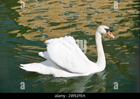 Die Schwäne (Cygnini) sind ein Stamm der Entenvögel (Anatidae). Innerhalb dieser Familie werden sie als Gänse (Anserinae) eingestuft. Schwäne sind die größten Stockfoto