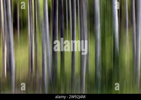 Waldabdruck mit Silberbirken Stockfoto