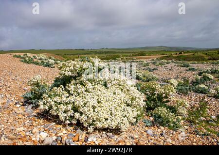 Meerkohl wächst am malerischen South Downs Beach Stockfoto