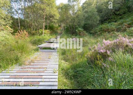 Erhöhter Holzsteg im Glenbordale Nature Reserve in Argyll in den Highlands von Schottland Stockfoto