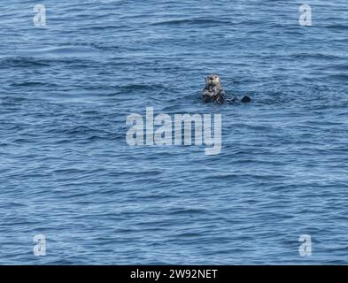 Sea Otter im Prince William Sound, Alaska, USA Stockfoto