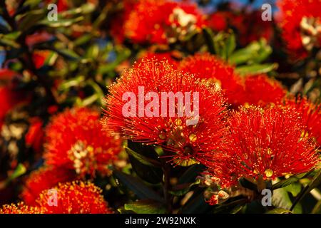 Hellrote Blume mit gelben Antheren in voller Sommerblüte. Stockfoto