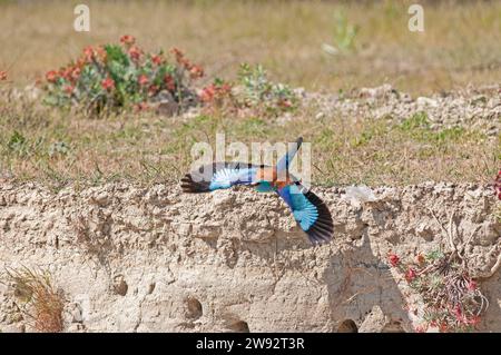 Europäische Roller (Coracias garrulus) fliegt um das Nest. Stockfoto
