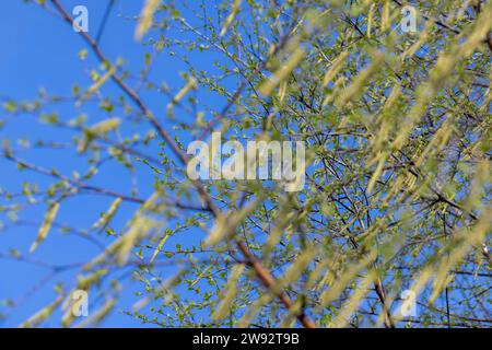 Junge Birke mit neuen grünen Blättern in der Frühlingssaison, schöne Birke während der Frühlingserwärmung Stockfoto