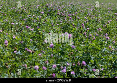 Blühender Kleeblatt wächst auf dem Feld, ein Feld mit Kleeblatt zur Fütterung von Tieren auf dem Bauernhof Stockfoto