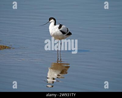 Avocet (Recurvirostra avosetta) Pied avocet, auch bekannt als Black-Cap avocet, Eurasischer avocet mit Reflexion im ruhigen Wasser, England, Großbritannien Stockfoto