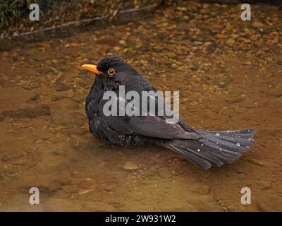 Männlicher gemeiner oder eurasischer Schwarzvogel (Turdus merula), der in einem flachen Bach in Cumbria, England, Großbritannien, schwimmt Stockfoto