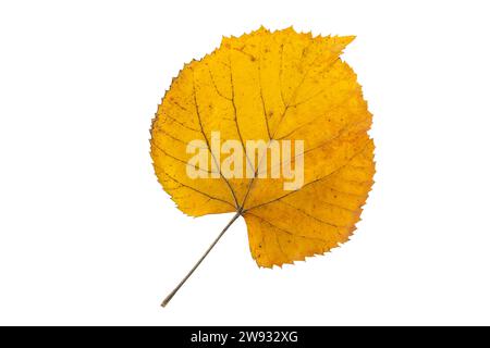 Gelbes Lindenbaumblatt isoliert auf weiß. Herbstsaison fliegendes, herzförmiges Laub mit Linde. Stockfoto