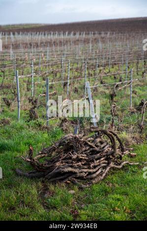 Geschnittene Weinreben, Winterzeit auf Champagne Grand Cru Weinbergen in der Nähe von Verzenay und Mailly, Reihen alter Weinreben ohne Blätter, Weinherstellung in Frankreich Stockfoto