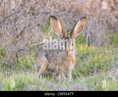 Alert Black-Tail Jackrabbit, der die Kamera anstarrt. Shoreline Lake and Park, Santa Clara County, Kalifornien, USA. Stockfoto