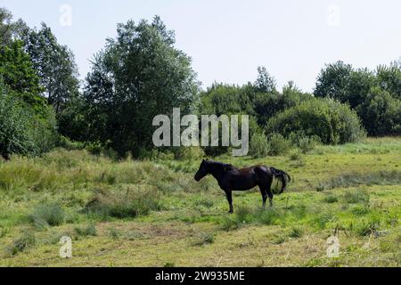 Ein Hauspferd weidet im Sommer, weidet ein Pferd auf einer Waldlichtung mit grünem Gras Stockfoto