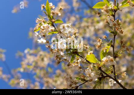 Kirschbaum am Ende der Blüte mit heruntergefallenen und träge Blüten am Himmel, verblasste Kirsche im Frühling Stockfoto