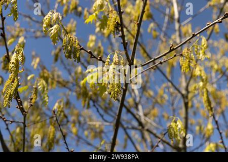 Jungeichenlaub und Blüten in der Frühlingssaison, der erste gelbe Farbton des Eichenblattes während der Eichenblüte im Frühjahr Stockfoto