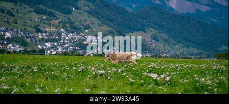 Jersey Cow weidet auf alpinen Wiesen. Kühe bei Sonnenuntergang. Kuh auf einer grünen Graswiese. Kühe schauen auf das grüne Feld. Bauernhof auf dem Land mit Kühen auf der Wiese Stockfoto