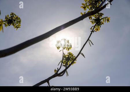 Ein blühender Walnussbaum im Frühling, ein Frühlingspark mit einem Walnussbaum mit Blumen und mit dem ersten grünen Laub bei sonnigem Wetter Stockfoto