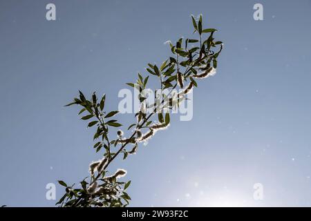 Im Frühling fliegt weißer Flusen aus Weide, blühende Weide mit viel weißer Flusen mit Samen Stockfoto