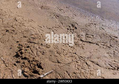 Spuren von verschiedenen Vögeln auf dem Sand am Flussufer, Vogelwege auf nassem Sand in der Nähe eines Sees oder Flusses Stockfoto