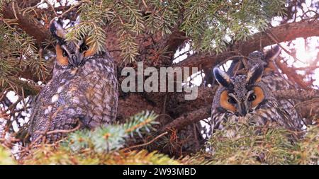 Porträt der Gruppe der Langohrigen Eulen in einem Tannenbaum mit Zweigen, die am späten Nachmittag im Wald in Quebec, Kanada, beleuchtet werden Stockfoto