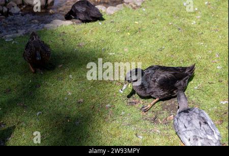 Verschiedene Vogelarten auf dem Bauernhof, ein offener Zoo mit verschiedenen Vogelarten Stockfoto