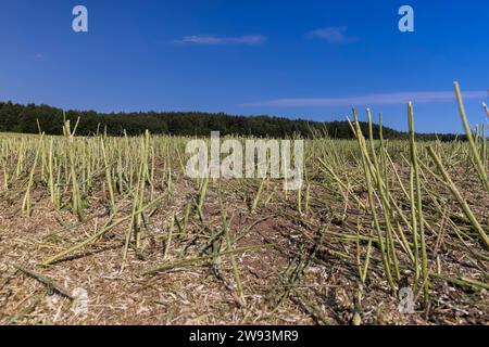 Die Rapsblöcke, die nach der Ernte übrig blieben, das Feld, auf dem die Rapsblume geerntet wurde Stockfoto