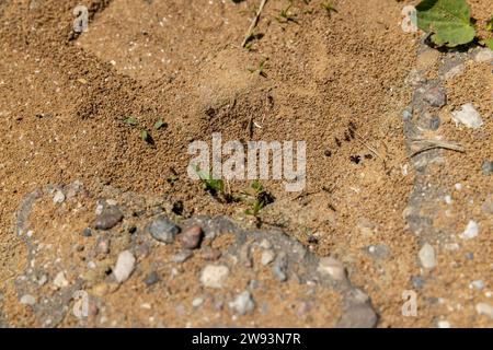 Kleine schwarze Ameisen, die am Eingang zum Ameisenhügel laufen, Ameisen, die im Frühling auf dem Sand laufen Stockfoto