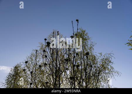 Birken mit neuem Laub in der Frühlingssaison, junge Birken in der Frühlingssaison Stockfoto