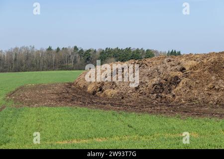 Eine große Menge Gülle, die als natürlicher Dünger in der Landwirtschaft verwendet wird, organische Düngemittel im Anbau landwirtschaftlicher Erzeugnisse Stockfoto