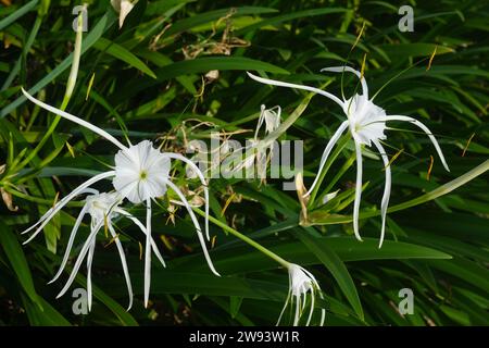 Hymenocallis littoralis, bekannt als Strandspinne Lilie Stockfoto