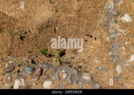 Kleine schwarze Ameisen, die am Eingang zum Ameisenhügel laufen, Ameisen, die im Frühling auf dem Sand laufen Stockfoto