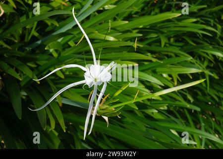 Hymenocallis littoralis, bekannt als Strandspinne Lilie Stockfoto