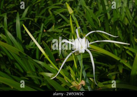 Hymenocallis littoralis, bekannt als Strandspinne Lilie Stockfoto