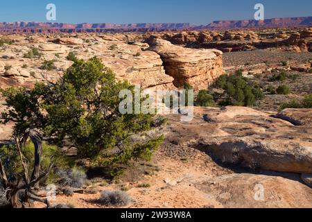 Blick auf die Pinyon-Kiefer entlang des Slickrock Foot Trail, Canyonlands National Park, Utah Stockfoto