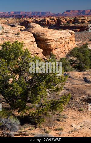 Blick auf die Pinyon-Kiefer entlang des Slickrock Foot Trail, Canyonlands National Park, Utah Stockfoto