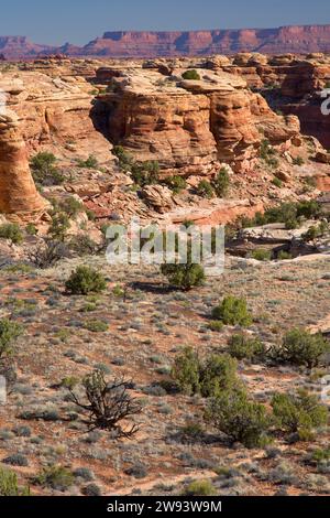 Frühling Canyon Ansicht Slickrock Fuß Weg, Canyonlands National Park, Utah. Stockfoto