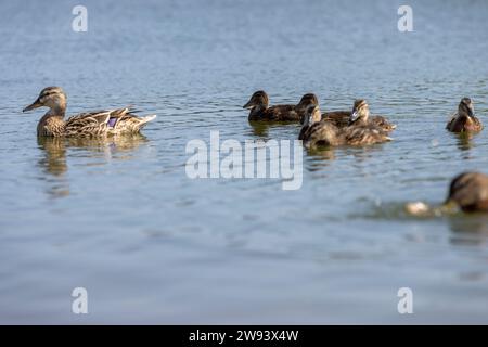 Junge Enten, die Gefieder statt Flause haben, ein See mit einer großen Anzahl von Wildenten unterschiedlichen Alters Stockfoto