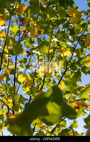 tulpenbaum in der Herbstsaison mit wechselnder Farbe des Laubs, die Farbe des Laubs eines Tulpenbaums im Herbst ändert Stockfoto