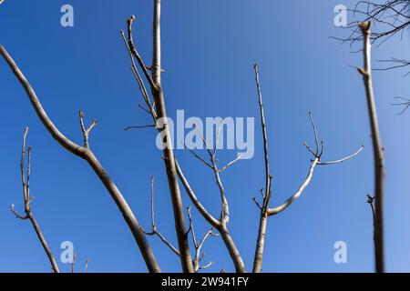 Walnusszweige im Frühjahr, Walnusszweige ohne Laub bei sonnigem Wetter Stockfoto