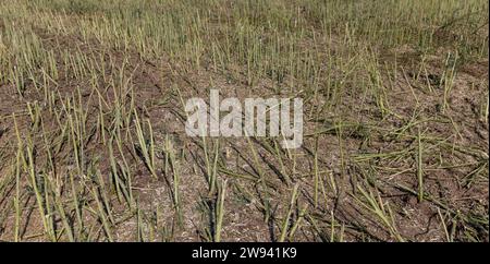 Die Rapsblöcke, die nach der Ernte übrig blieben, das Feld, auf dem die Rapsblume geerntet wurde Stockfoto