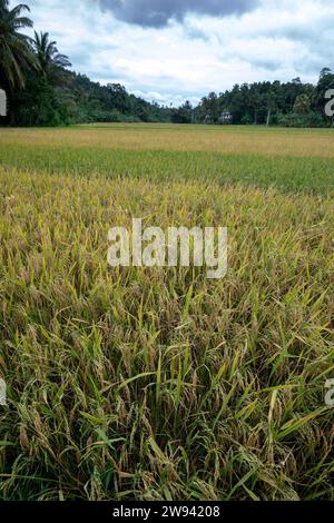 Ein Reisfeld reift vor der Ernte im Berggebiet Udunuwara bei Kandy in Sri Lanka. Stockfoto