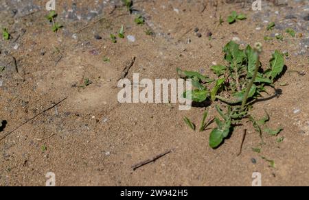 Kleine schwarze Ameisen, die am Eingang zum Ameisenhügel laufen, Ameisen, die im Frühling auf dem Sand laufen Stockfoto