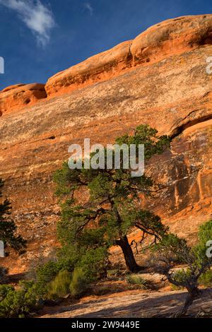 Pinyon Kiefern auf Sandstein entlang Devils Garden Trail, Arches-Nationalpark, Utah Stockfoto