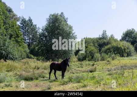 Ein Hauspferd weidet im Sommer, weidet ein Pferd auf einer Waldlichtung mit grünem Gras Stockfoto