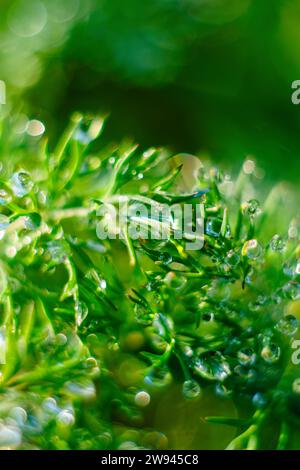 Die frühe Sonne beleuchtet die Tautropfen auf dem grünen Dill. Hintergrund. Verschwommen Stockfoto