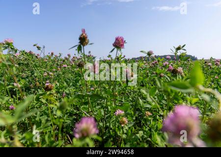 Blühender Kleeblatt wächst auf dem Feld, ein Feld mit Kleeblatt zur Fütterung von Tieren auf dem Bauernhof Stockfoto