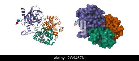 Zur Struktur des humanen Haptoglobin-Hämoglobin-Komplexes. 3D-Cartoon- und Gaußsche Oberflächenmodelle, Farbschema der Kette ID, PDB 4x0l, weißer Hintergrund Stockfoto